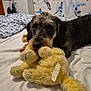 dog, stuffed_toy, bed, blanket, indoor, wallpaper, sports_theme, marseille, toy, pet, animal, fur, cute, resting, cozy, room, furniture, paw, sleepy, home