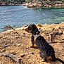 dog, harness, rocky_shore, water, bay, trees, forest, nature, outdoor, calm_water, landscape, pet, animal, daylight, scenic, leash, canine, wildlife, rocks, tree_roots
