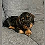 puppy, dog, wire_haired_dachshund, pet, animal, cute, couch, gray_couch, indoor, resting, looking_at_camera, fur, small_dog, young_dog, adorable, companion, domestic_animal, sitting, cozy, portrait