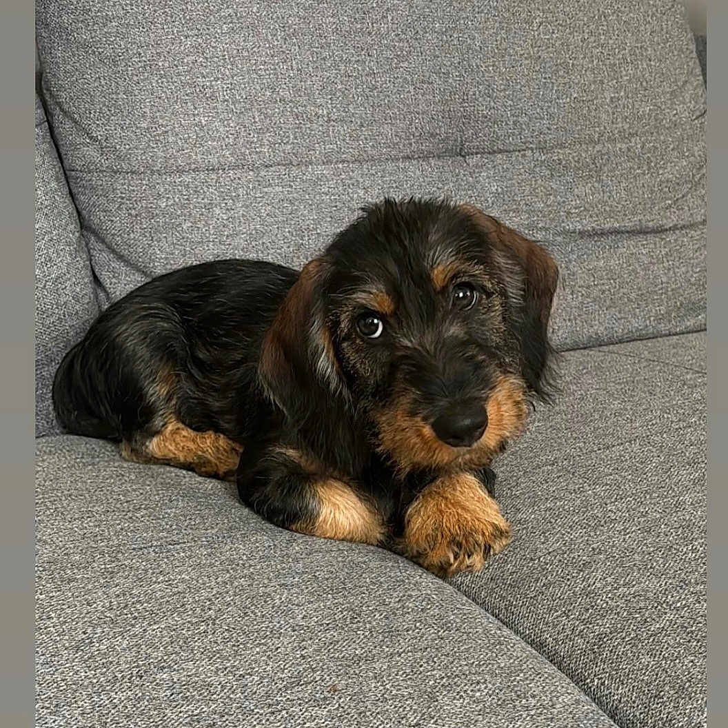 Rio participe au concours pour gagner de l'argent avec cette photo : adorable, animal, companion, couch, cozy, cute, dog, domestic_animal, fur, gray_couch, indoor, looking_at_camera, pet, portrait, puppy, resting, sitting, small_dog, wire_haired_dachshund, young_dog