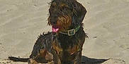 Rio participe au concours pour gagner de l'argent avec cette photo : dog, beach, sand, wet, collar, tongue_out, shadow, outdoor, sunny, pet, animal, sitting, scruffy, brown, black, small_dog, canine, nature, daytime, happy