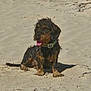 dog, beach, sand, wet, collar, tongue_out, shadow, outdoor, sunny, pet, animal, sitting, scruffy, brown, black, small_dog, canine, nature, daytime, happy