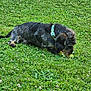 dog, dachshund, grass, outdoor, collar, pet, animal, greenery, nature, flower, sniffing, small_fruit, playing, canine, fur, side_view, laying_down, summer, daylight, field