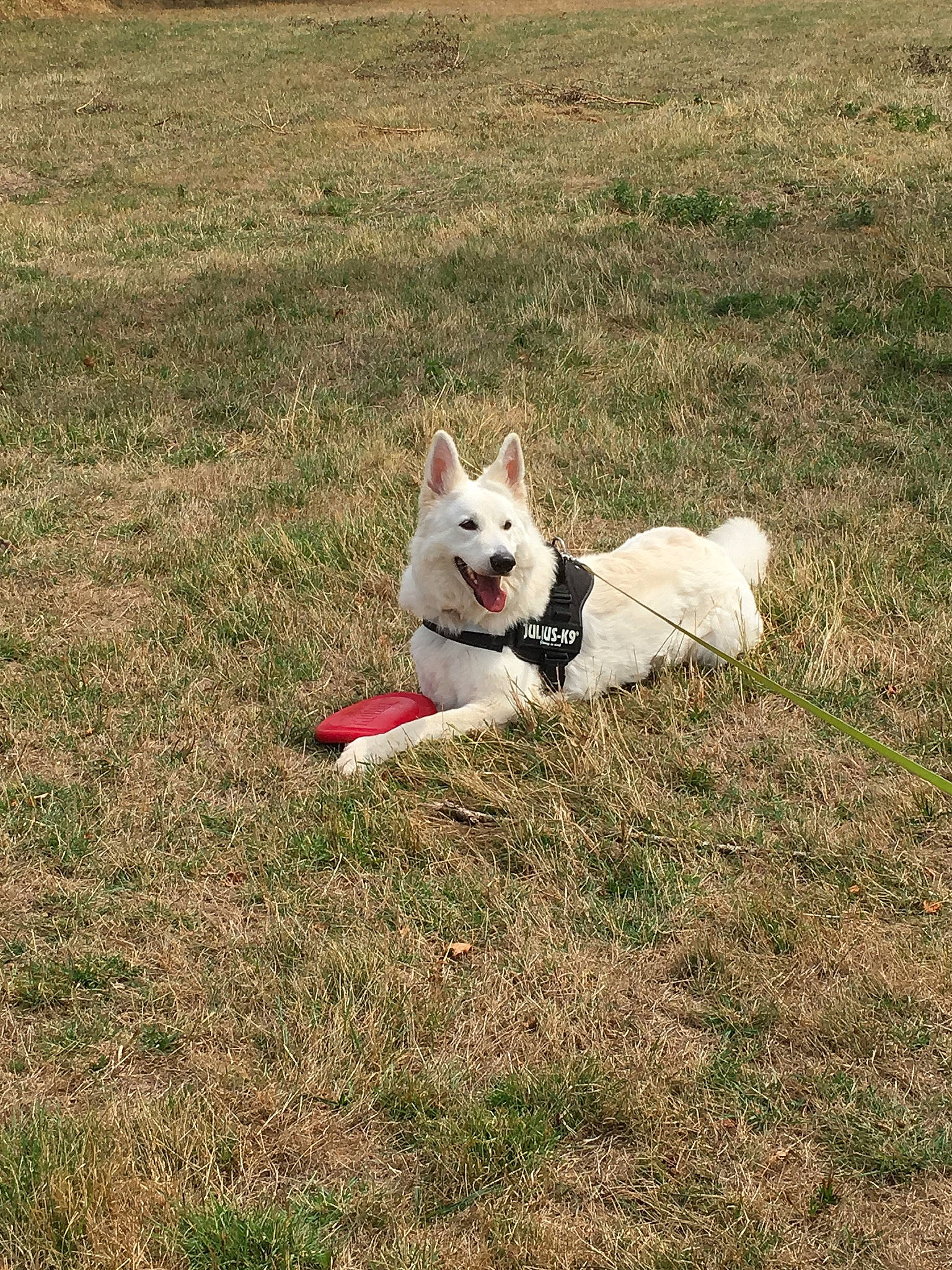 Lanou a rejoint le concours — aidez-le/la à gagner de superbes lots ! berger_blanc_suisse, canidae, carnivore, dog, dog_breed, grass, mammal, northern_inuit_dog, norwegian_buhund, siberian_husky, tail, tamaskan_dog, vertebrate, white_shepherd, wolfdog, working_dog