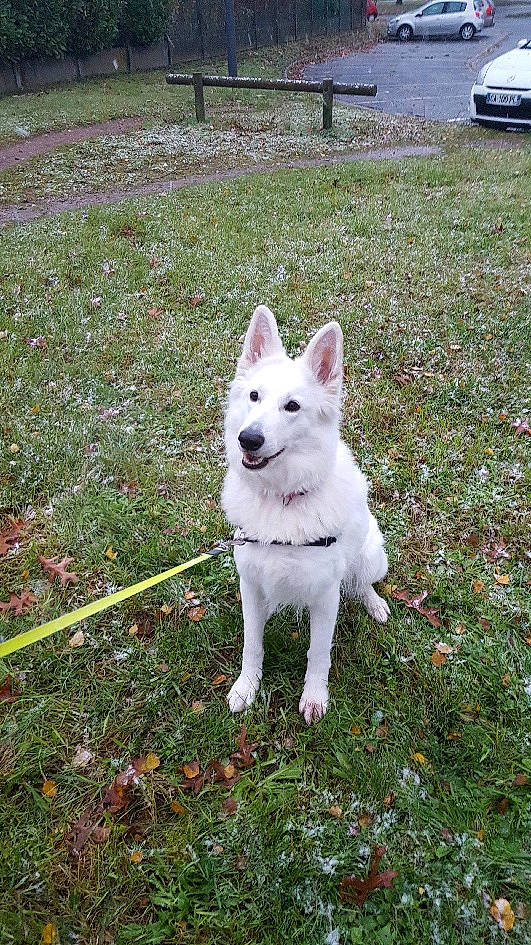 Lanou a rejoint le concours — aidez-le/la à gagner de superbes lots ! berger_blanc_suisse, canaan_dog, canidae, carnivore, dog, dog_breed, grass, herding_dog, indian_spitz, kintamani, kishu, korean_jindo_dog, mammal, norwegian_buhund, pungsan_dog, rare_breed_dog, siberian_husky, vertebrate, white_shepherd, working_dog