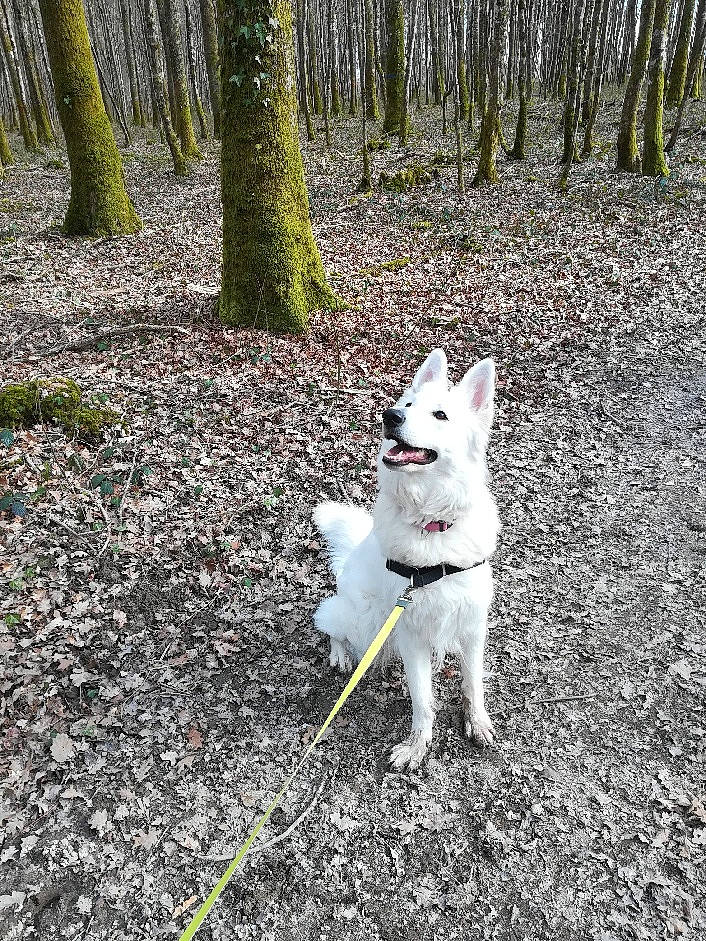 Lanou a rejoint le concours — aidez-le/la à gagner de superbes lots ! american_eskimo_dog, berger_blanc_suisse, canadian_eskimo_dog, canidae, carnivore, dog, dog_breed, east_siberian_laika, greenland_dog, herding_dog, japanese_spitz, kishu, mammal, non_sporting_group, norwegian_buhund, samoyed, siberian_husky, tree, vertebrate, white_shepherd