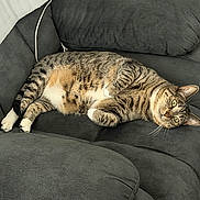 Bella joined the competition — help win amazing prizes! cat, tabby, pet, animal, couch, sofa, sleeping, lying_down, relaxed, indoor, home, furniture, pillow, blanket, whiskers, green_eyes, striped_fur, white_paws, portrait, cozy