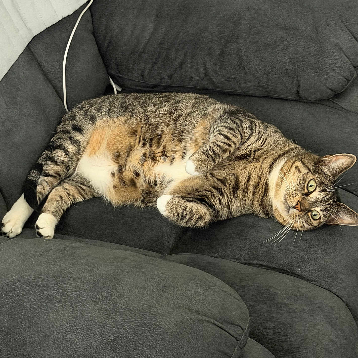 Bella joined the competition — help win amazing prizes! cat, tabby, pet, animal, couch, sofa, sleeping, lying_down, relaxed, indoor, home, furniture, pillow, blanket, whiskers, green_eyes, striped_fur, white_paws, portrait, cozy