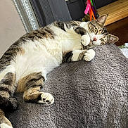 Bowie is registered to the contest to win money with this photo: cat, tabby_cat, pet, animal, feline, relaxed, resting, indoor, blanket, fur, paw, whiskers, cute, sleepy, cozy, household, texture, comfort, closeup, portrait
