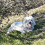 dog, white_dog, grass, outdoor, sunlight, tongue_out, pet, animal, nature, bushes, relaxing, canine, summer, shadow, fur, happy, resting, mammal, daytime, park