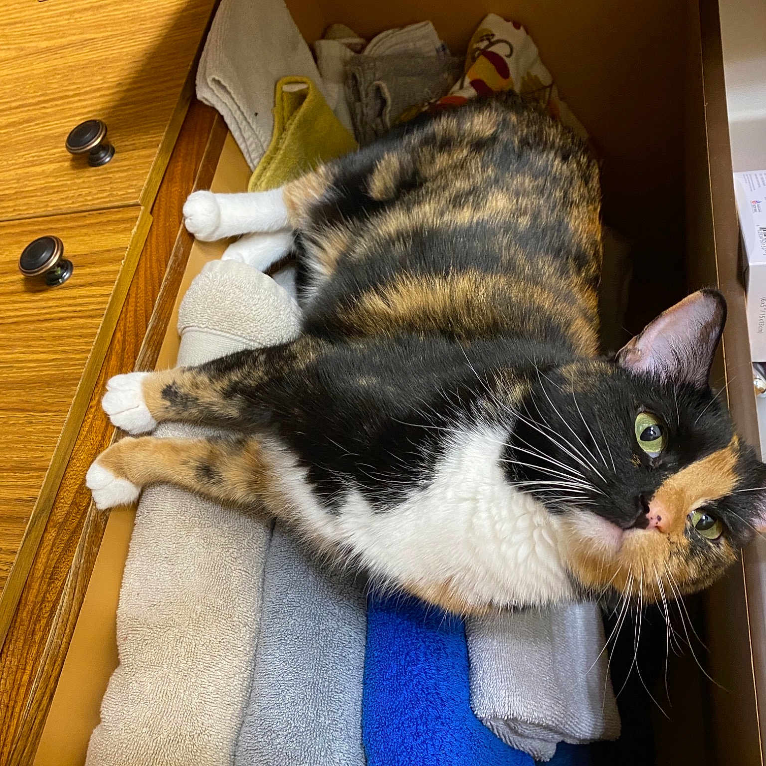 Gretchen is registered to the contest to win money with this photo: carnivore, carton, cat, cat_supply, claw, comfort, domestic_short_haired_cat, felidae, fur, hardwood, lap, pet_supply, shelf, small_to_medium_sized_cats, snout, tail, varnish, whiskers, wood, wood_stain