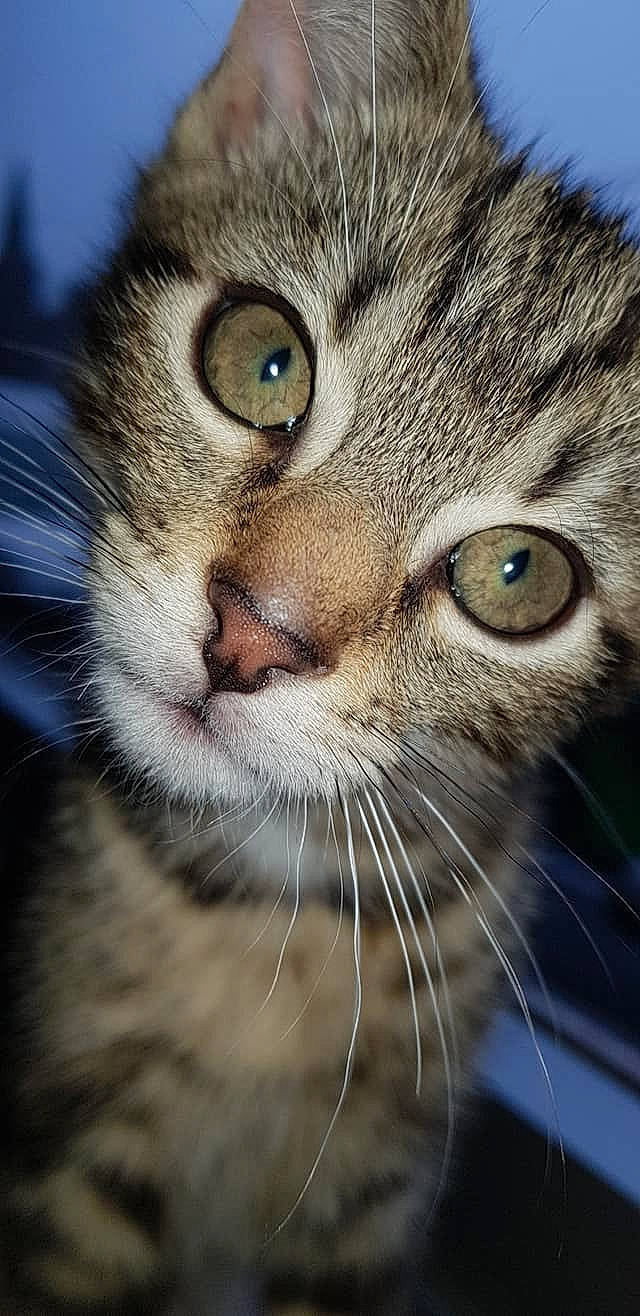 Wath Else a rejoint le concours — aidez-le/la à gagner de superbes lots ! american_shorthair, cat, cat_like_mammal, close_up, domestic_short_haired_cat, dragon_li, european_shorthair, eye, face, fauna, fur, kitten, macro_photography, mammal, nose, organ, small_to_medium_sized_cats, snout, tabby_cat, whiskers