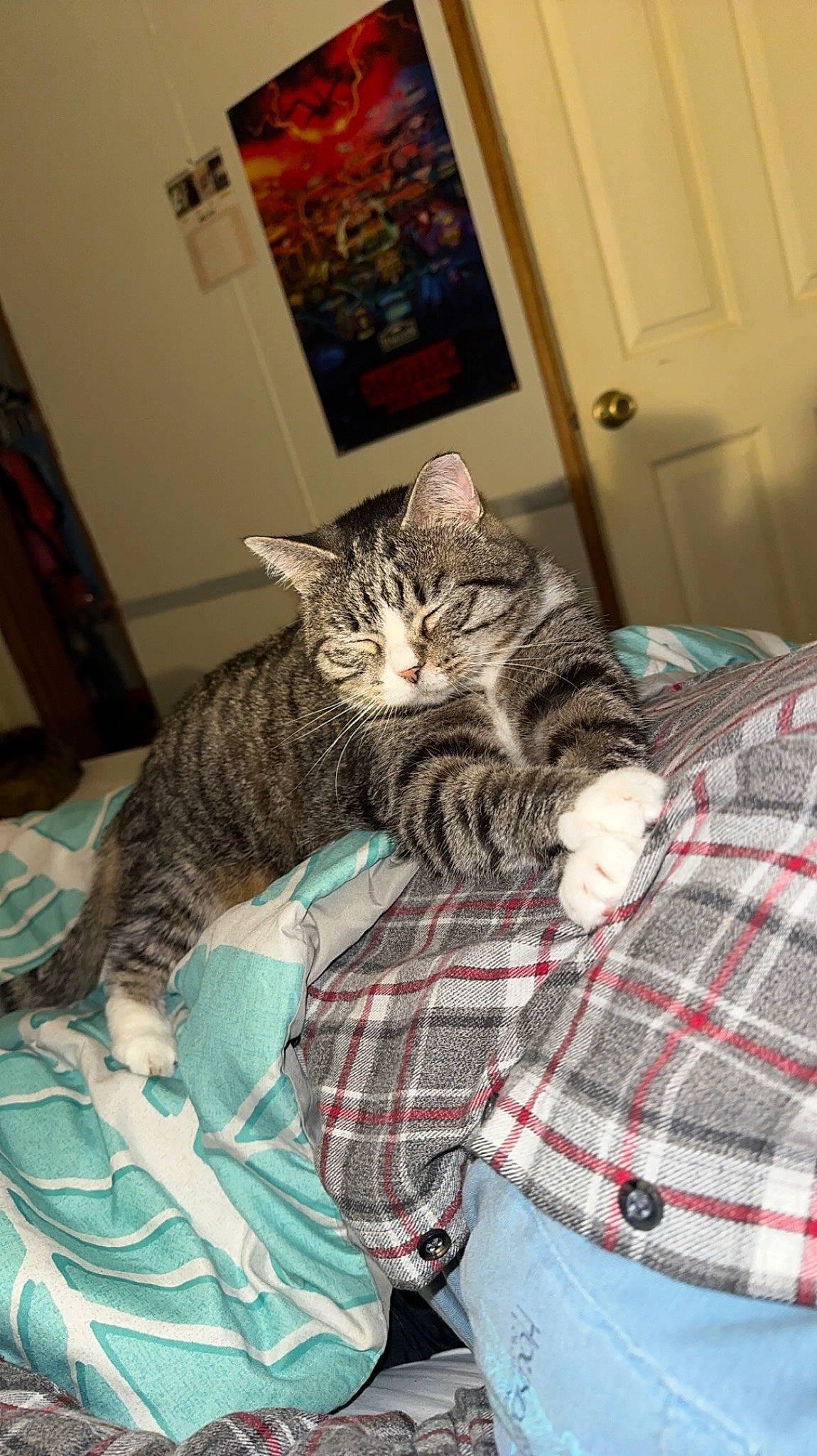 Stella is registered to the contest to win money with this photo: bed, carnivore, cat, comfort, domestic_short_haired_cat, door, felidae, flooring, fur, grey, linens, mammal, pattern, picture_frame, plaid, room, sitting, small_to_medium_sized_cats, tartan, whiskers