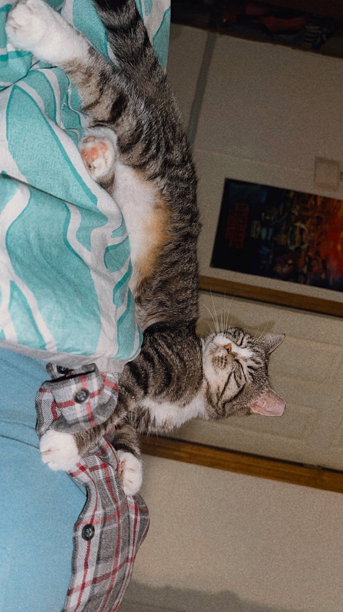 Stella is registered to the contest to win money with this photo: carnivore, cat, claw, comfort, domestic_short_haired_cat, felidae, foot, fur, gesture, grey, human_leg, military_camouflage, pattern, picture_frame, small_to_medium_sized_cats, tail, thigh, tree, visual_arts, whiskers