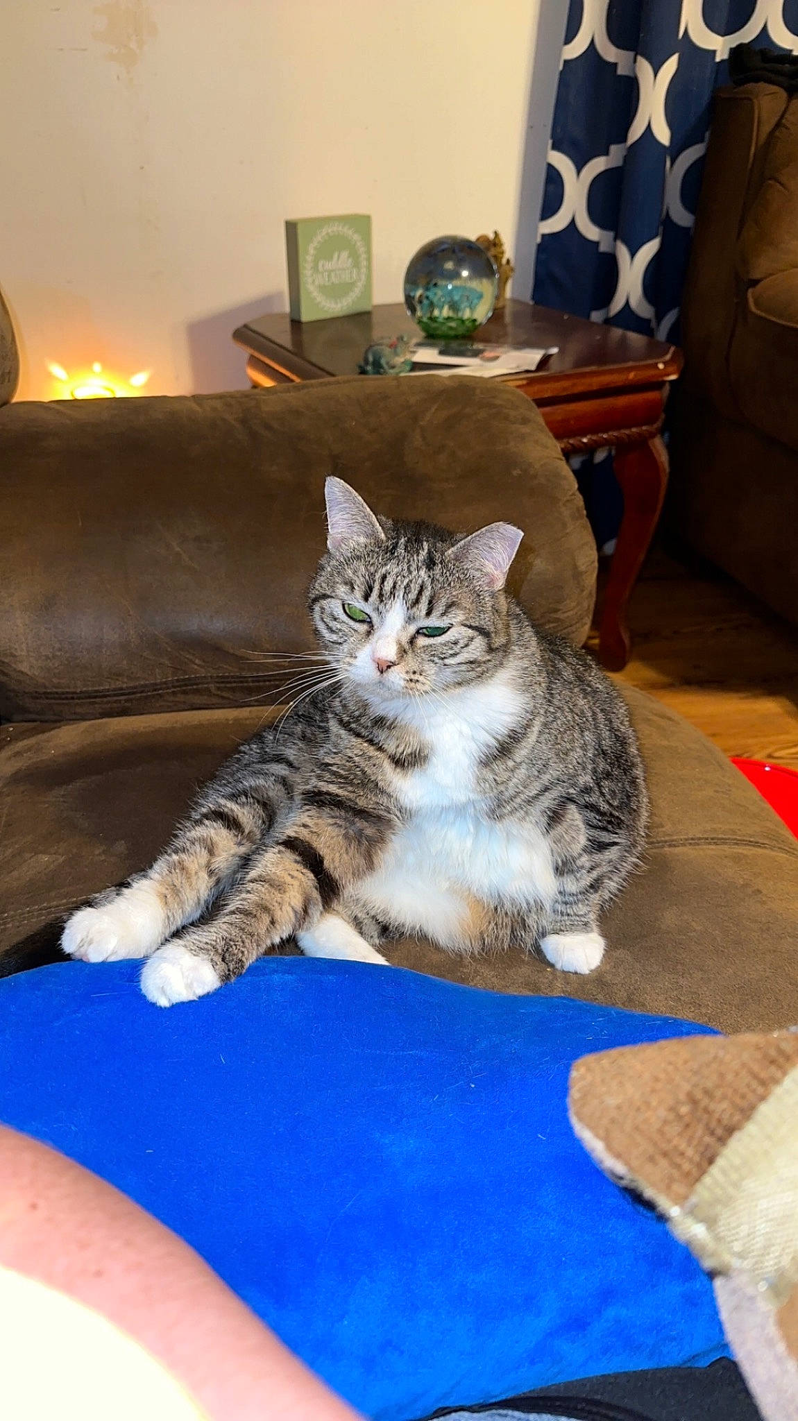 Stella joined the competition — help win amazing prizes! blue, carnivore, cat, chair, comfort, couch, domestic_short_haired_cat, felidae, flooring, fur, furniture, hardwood, lamp, living_room, picture_frame, room, small_to_medium_sized_cats, tie, whiskers, wood