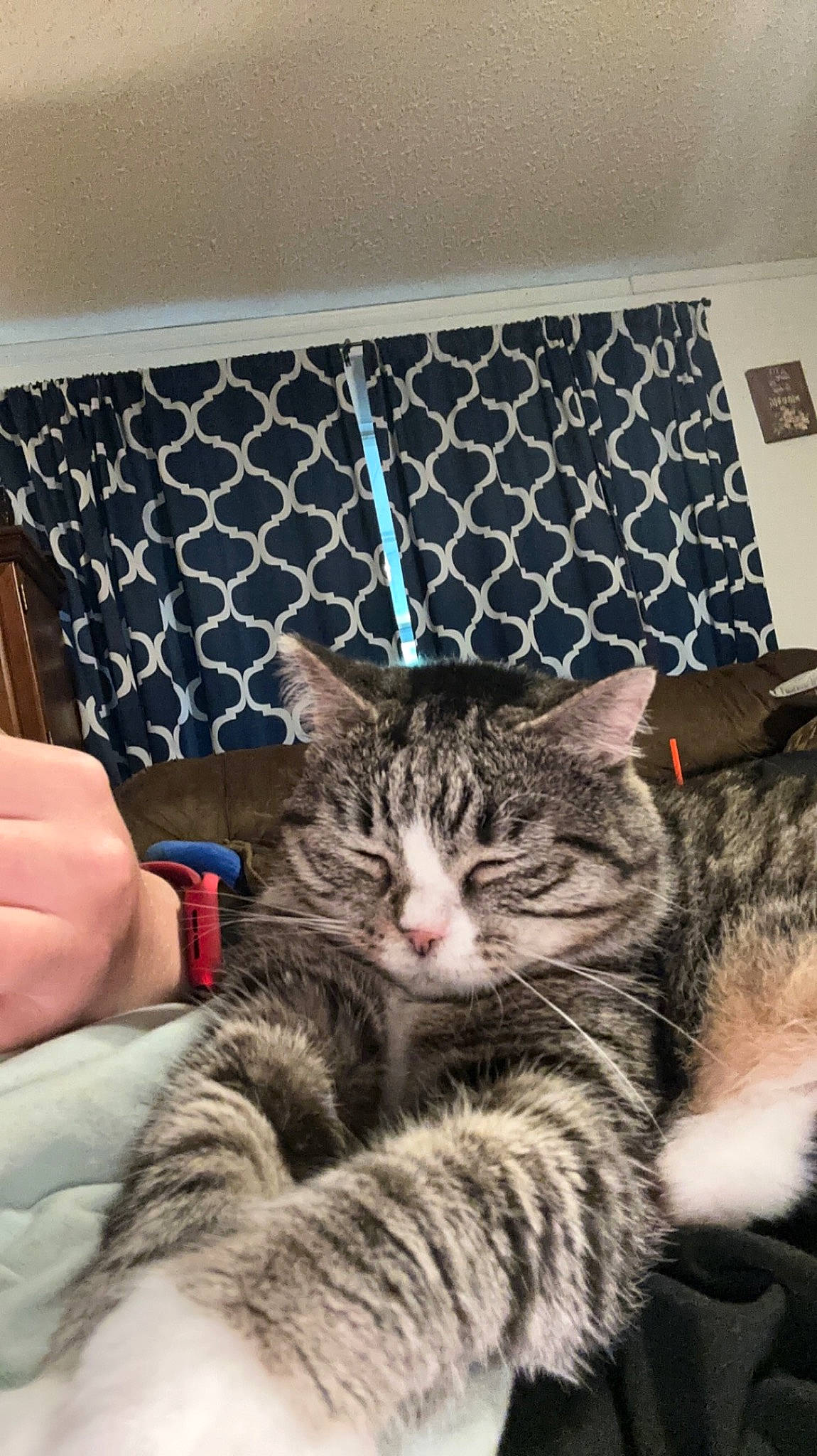 Stella is registered to the contest to win money with this photo: bag, carnivore, cat, claw, comfort, couch, domestic_short_haired_cat, felidae, fur, linens, mesh, nail, nap, pattern, paw, room, small_to_medium_sized_cats, snout, tail, whiskers