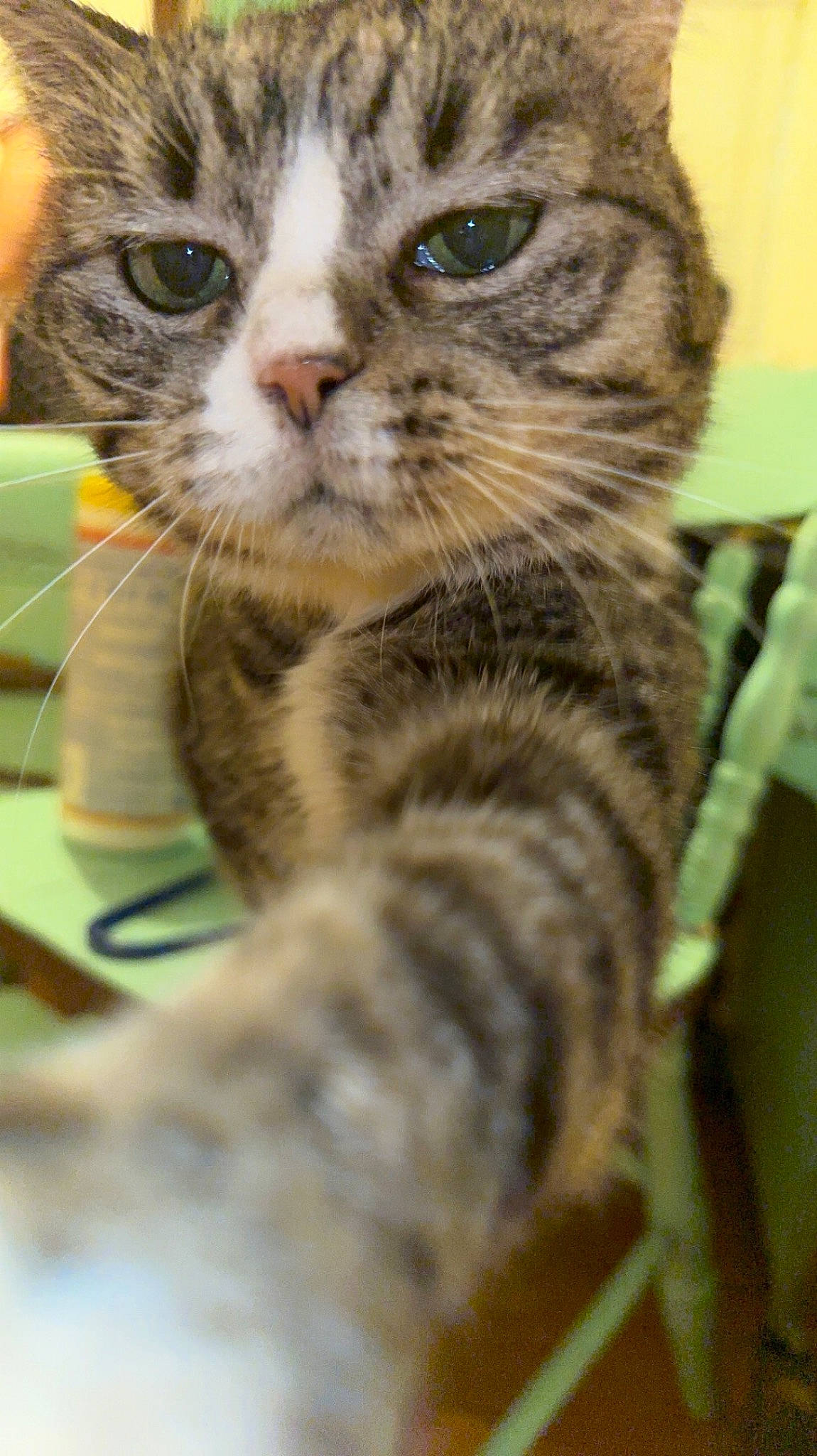 Stella joined the competition — help win amazing prizes! carnivore, cat, claw, domestic_short_haired_cat, felidae, fur, paw, small_to_medium_sized_cats, snout, tail, terrestrial_animal, whiskers, wildlife