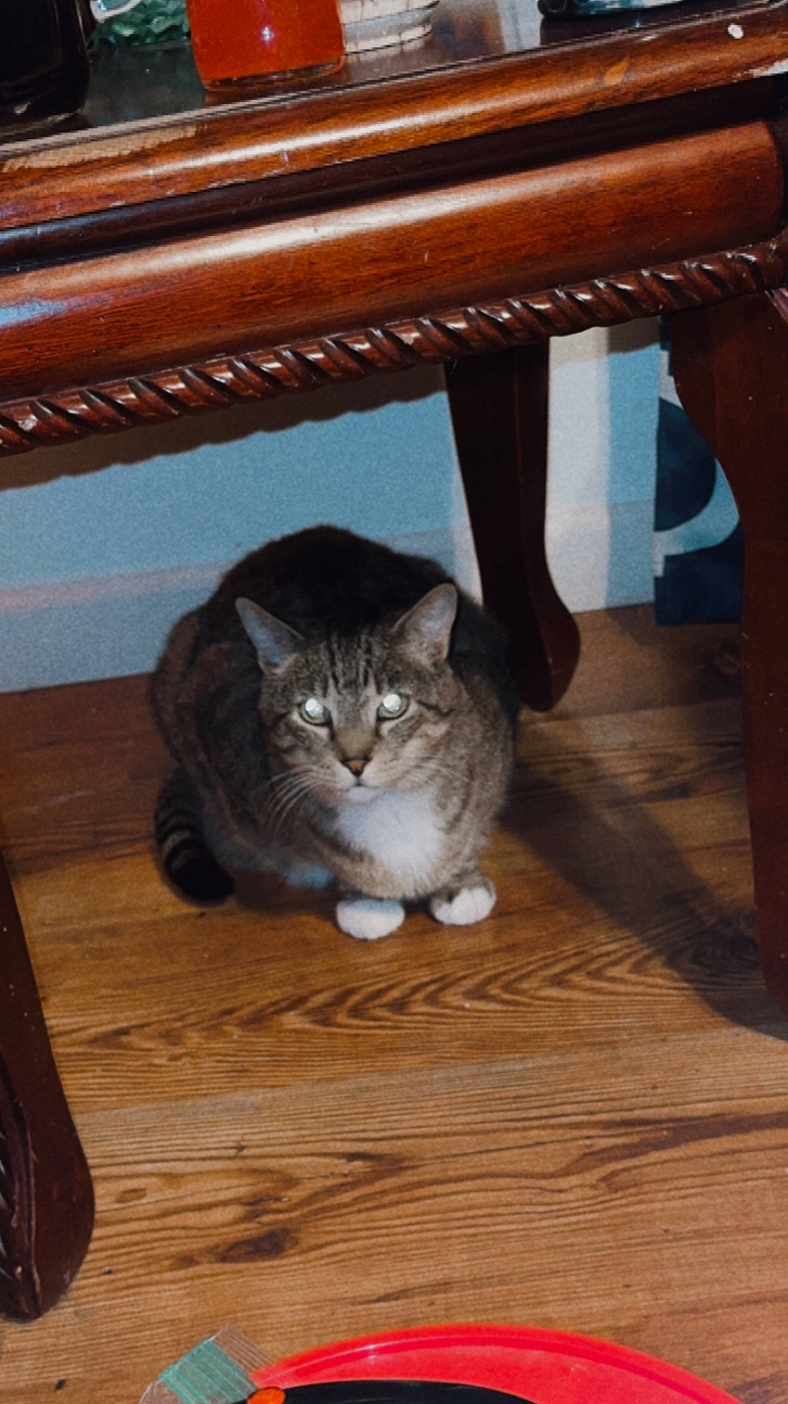 Aurora joined the competition — help win amazing prizes! brown, carnivore, cat, cat_supply, comfort, domestic_short_haired_cat, fawn, felidae, floor, flooring, fur, hardwood, laminate_flooring, small_to_medium_sized_cats, tail, varnish, whiskers, wood, wood_flooring, wood_stain