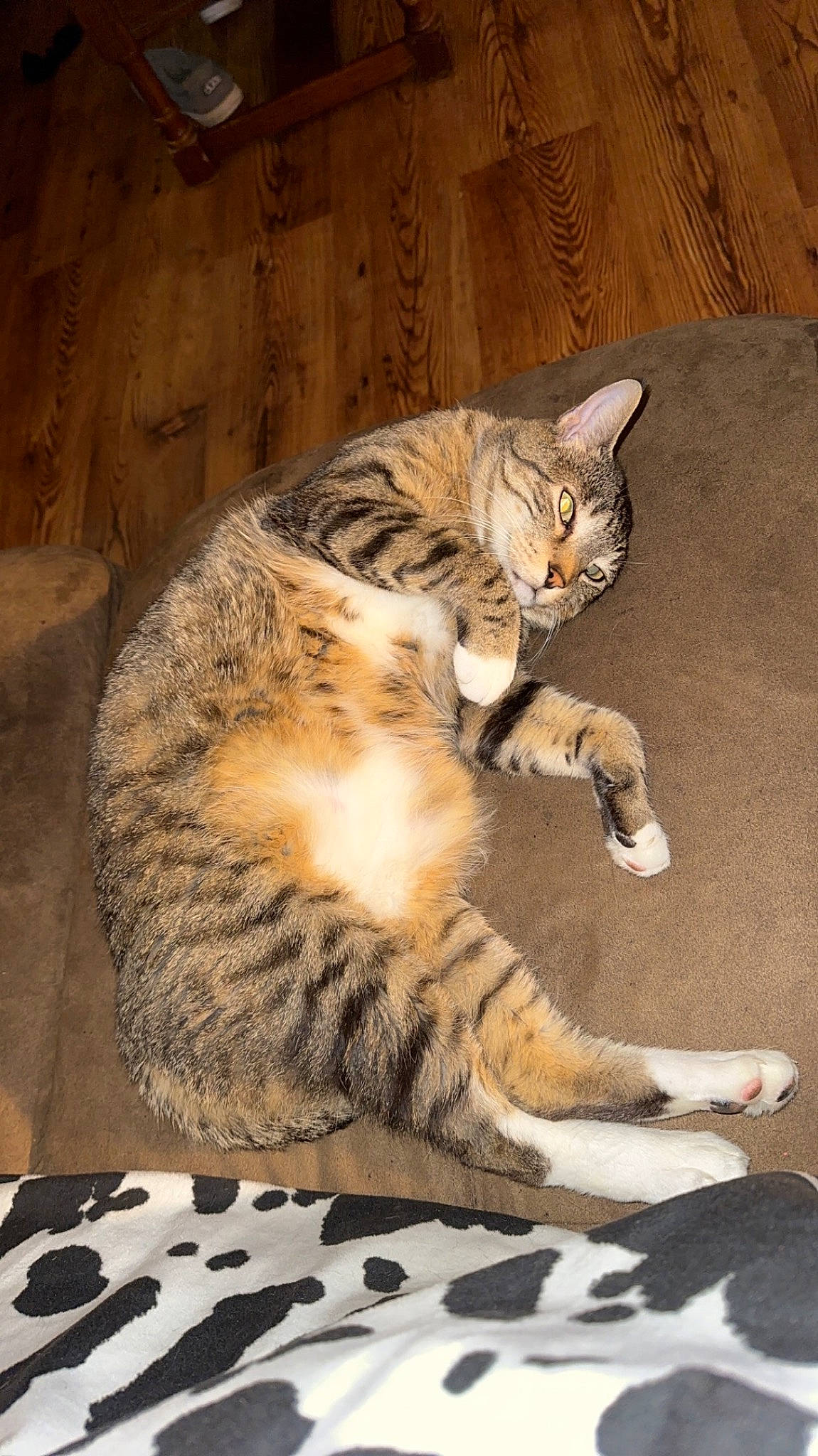 Aurora is registered to the contest to win money with this photo: carnivore, cat, claw, domestic_short_haired_cat, door, fawn, felidae, flooring, foot, fur, paw, sitting, small_to_medium_sized_cats, snout, tail, terrestrial_animal, whiskers, wildlife, wood