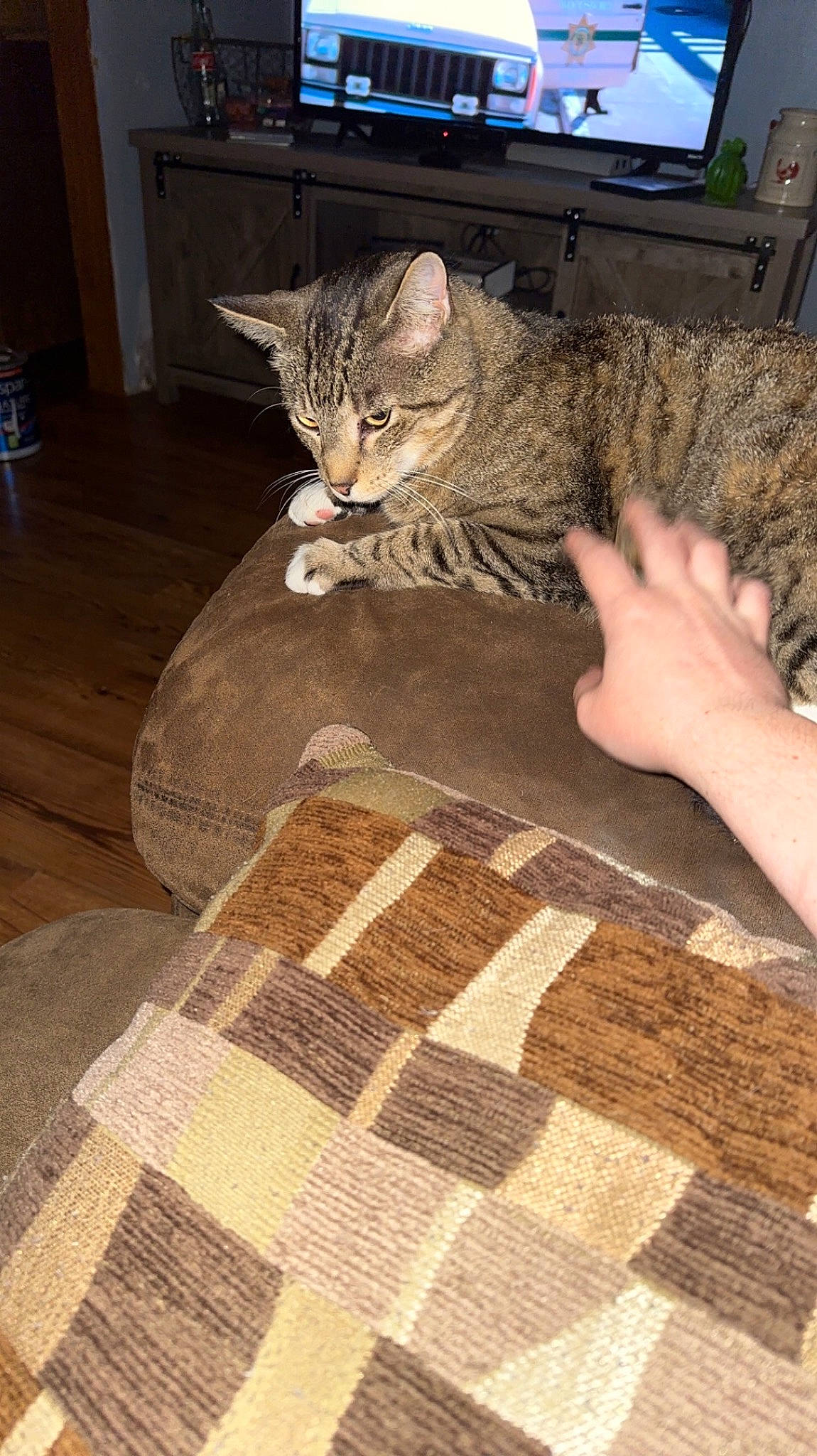 Aurora joined the competition — help win amazing prizes! carnivore, cat, comfort, domestic_short_haired_cat, felidae, floor, flooring, fur, gesture, hardwood, linens, mat, military_camouflage, pattern, paw, rug, small_to_medium_sized_cats, tail, whiskers, wood