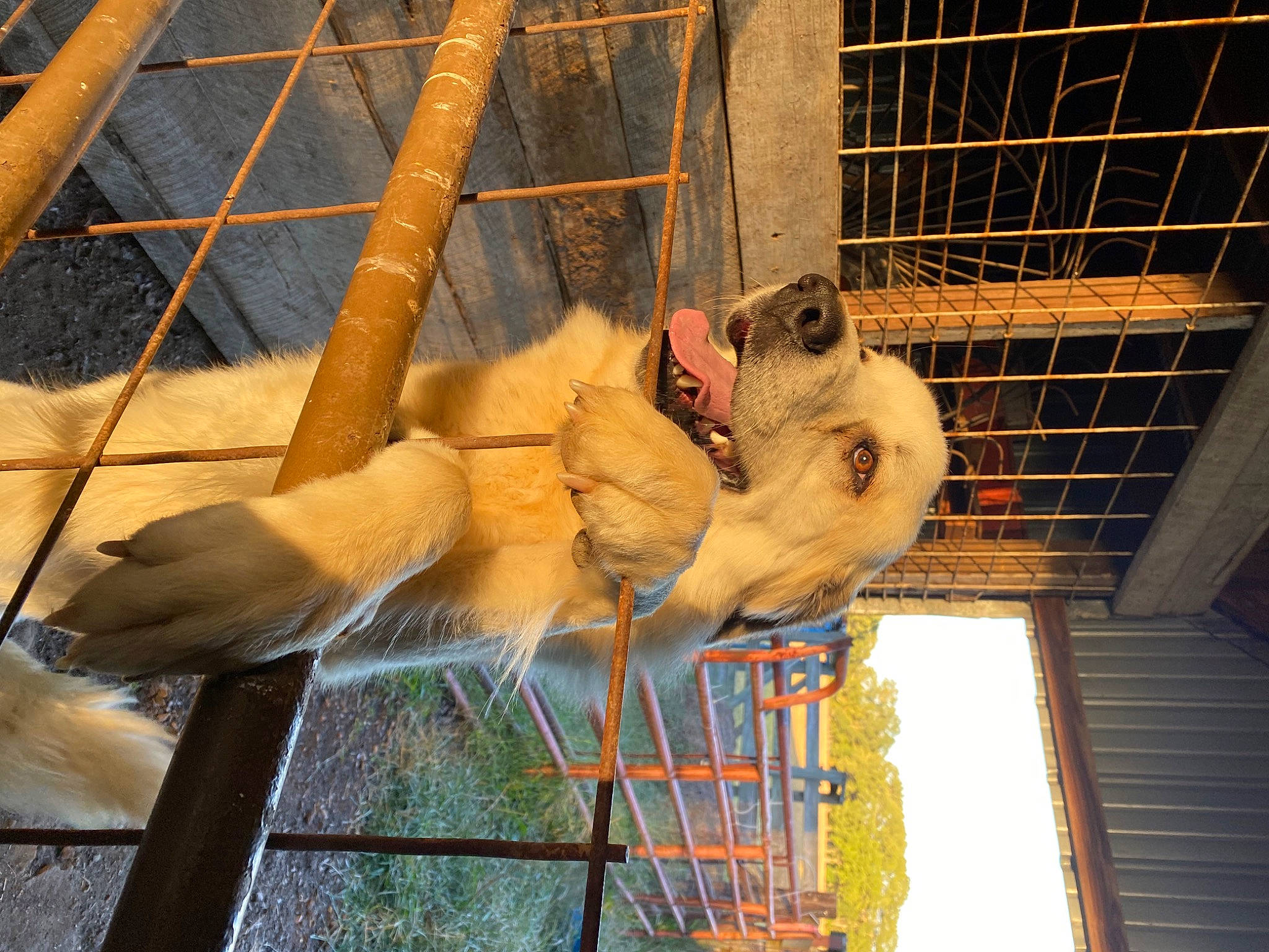 Harlow is registered to the contest to win money with this photo: animal_shelter, art, cage, fawn, fur, mesh, metal, pet_supply, recreation, service, snout, terrestrial_animal, visual_arts, wildlife, wire_fencing, zoo