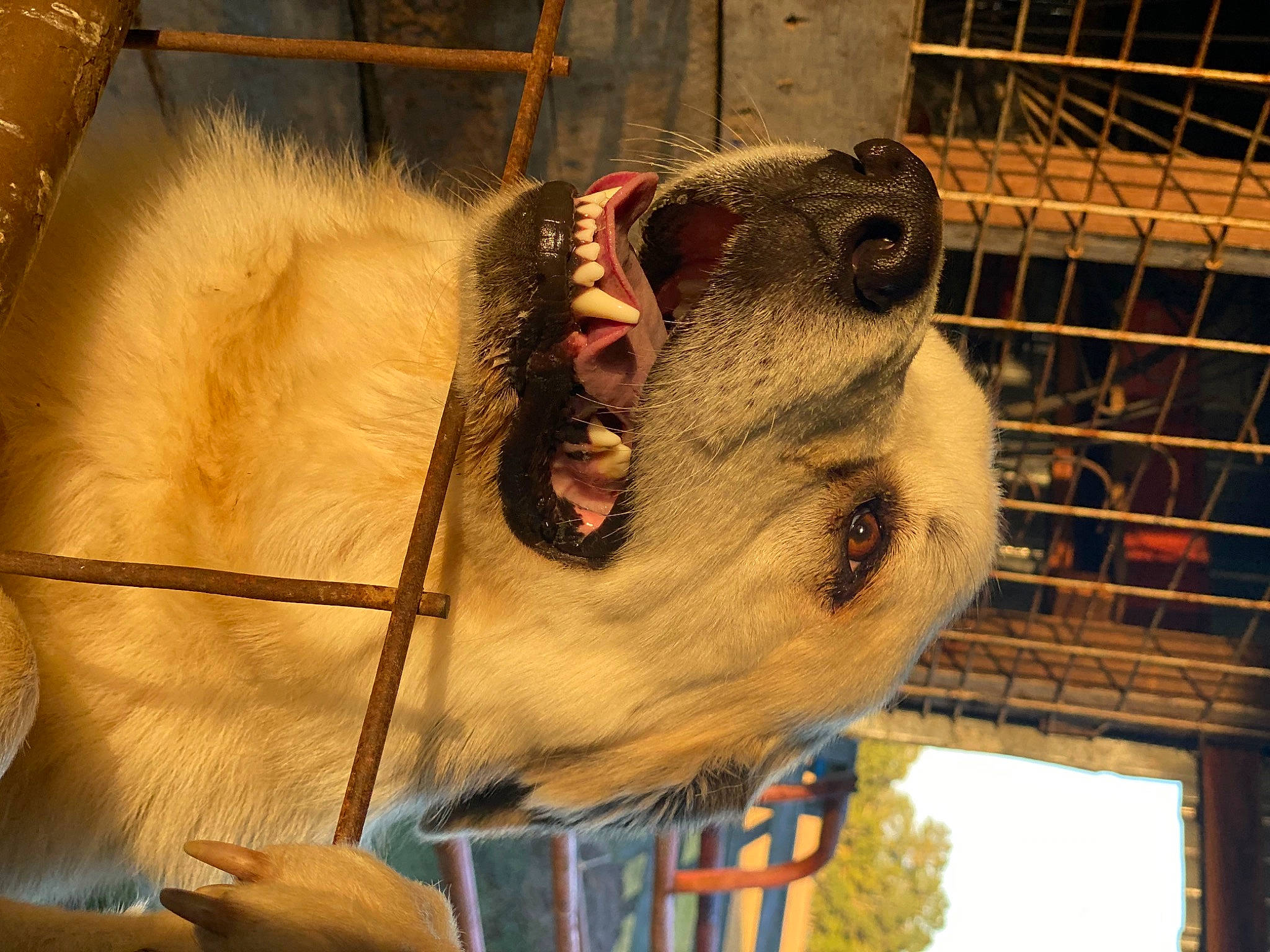 Harlow joined the competition — help win amazing prizes! animal_shelter, cage, fang, fawn, fur, macaque, mammal, marsupial, mesh, metal, pet_supply, rodent, service, snout, tail, terrestrial_animal, whiskers, wildlife, wire_fencing, wood