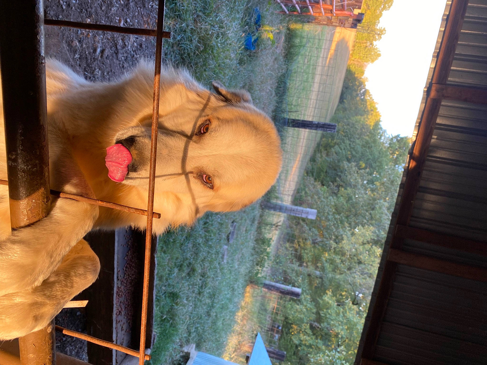 Harlow joined the competition — help win amazing prizes! facade, fawn, felidae, flesh, fun, fur, leisure, plant, snout, stairs, tail, tree, vacation, visual_arts, window, wood