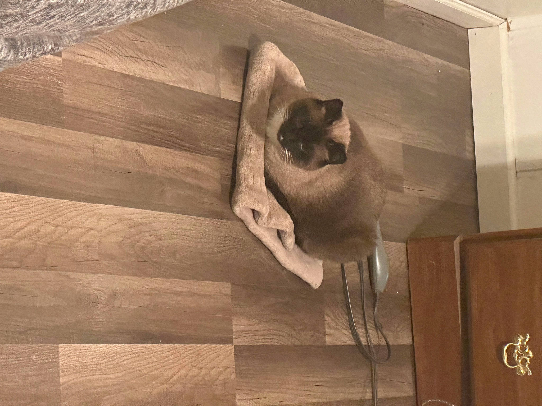 Eclipse is registered to the contest to win money with this photo: art, balinese, brown, carnivore, cat, domestic_short_haired_cat, fawn, felidae, flooring, hardwood, plank, plywood, siamese, small_to_medium_sized_cats, snout, tail, tints_and_shades, whiskers, wood, wood_stain