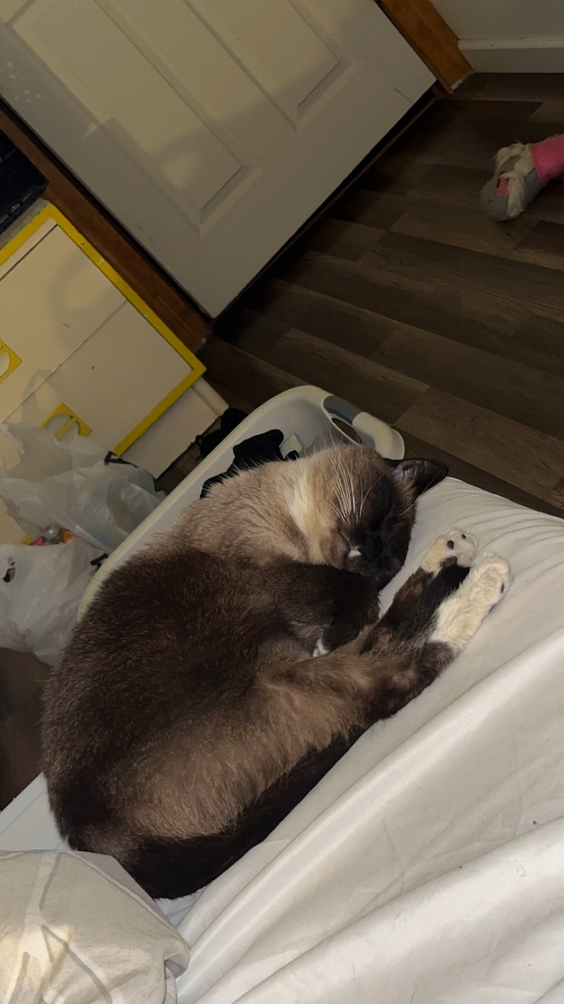 Eclipse joined the competition — help win amazing prizes! canidae, carnivore, cat, comfort, companion_dog, dog_breed, fawn, felidae, floor, flooring, fur, grey, hardwood, small_to_medium_sized_cats, snout, sporting_group, tail, whiskers, wood, working_animal