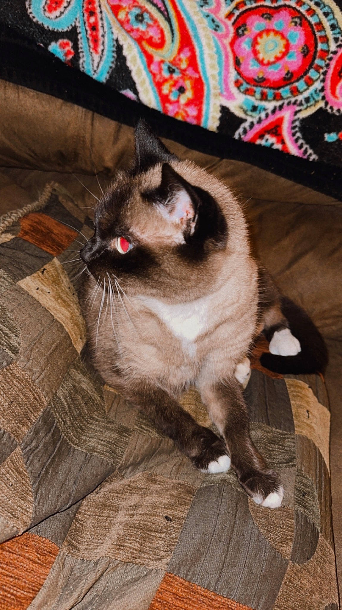 Eclipse joined the competition — help win amazing prizes! carnivore, cat, comfort, domestic_short_haired_cat, fawn, felidae, flooring, fur, hardwood, linens, paw, siamese, sitting, small_to_medium_sized_cats, snout, tail, thai, tonkinese, whiskers, wood