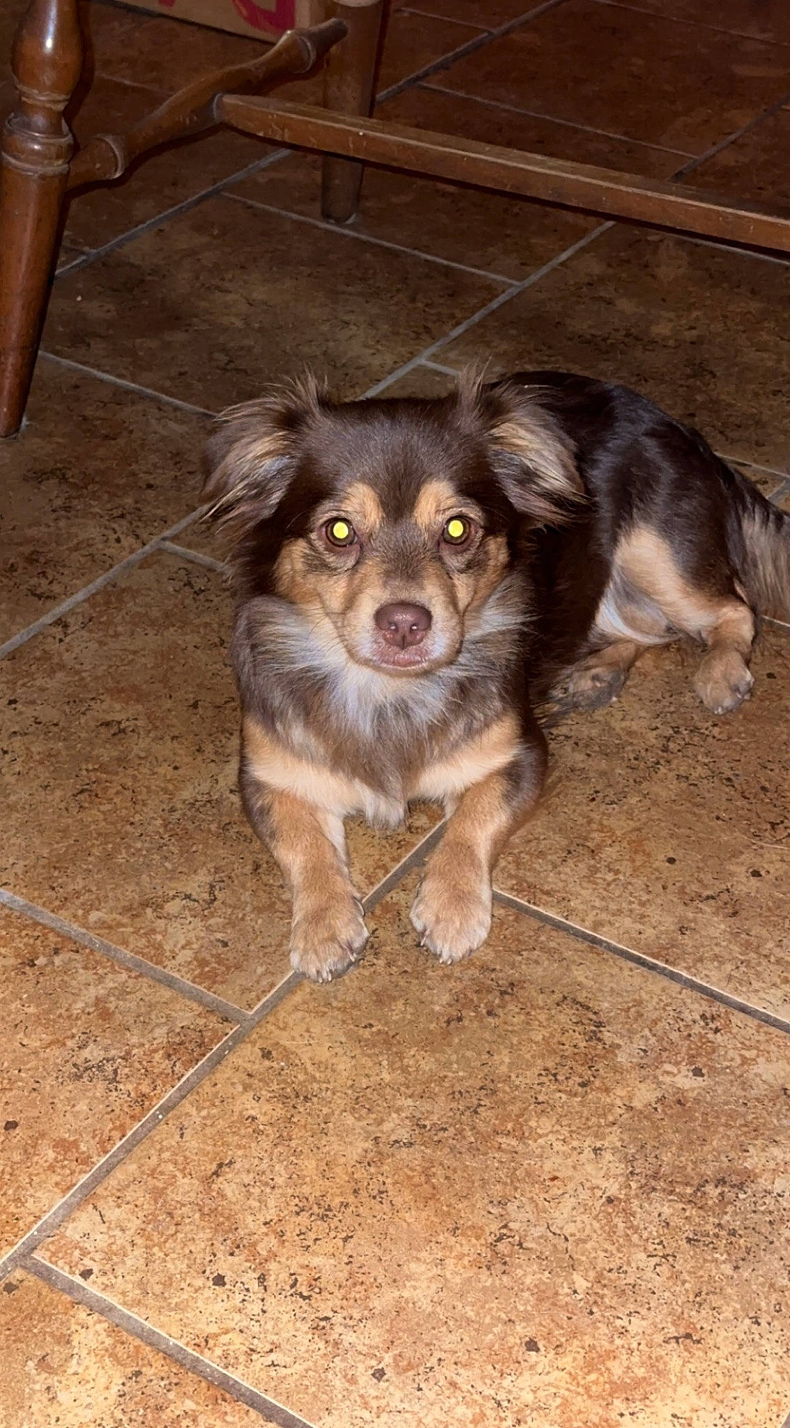 Mocha is registered to the contest to win money with this photo: border_collie, canidae, carnivore, companion_dog, dog, dog_breed, flooring, fur, puppy, snout, sporting_group, tail, terrestrial_animal, toy_dog, whiskers, wood, working_animal, working_dog