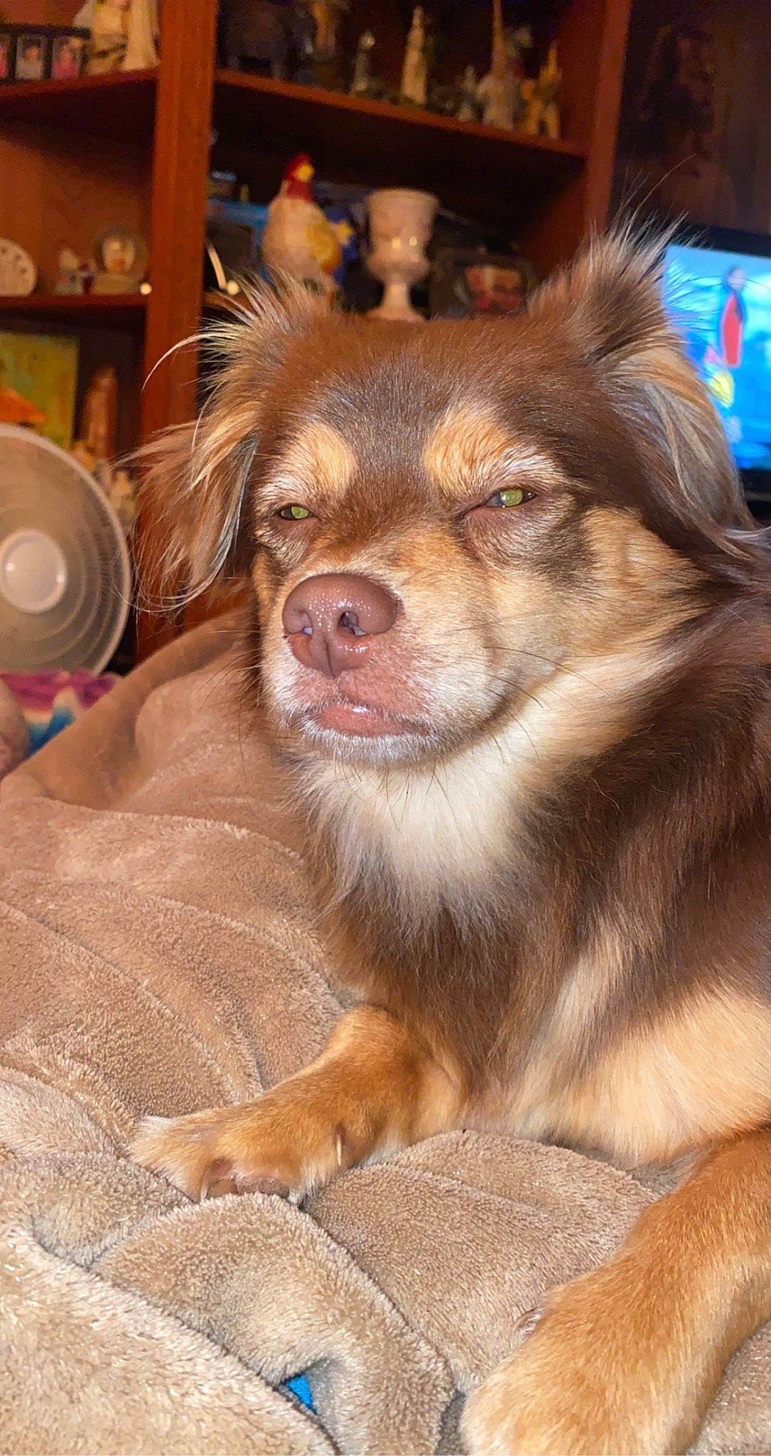 Mocha is registered to the contest to win money with this photo: ancient_dog_breeds, canidae, carnivore, companion_dog, dog, dog_breed, fawn, fur, herding_dog, liver, mechanical_fan, snout, sporting_group, street_dog, terrestrial_animal, whiskers, working_animal, working_dog