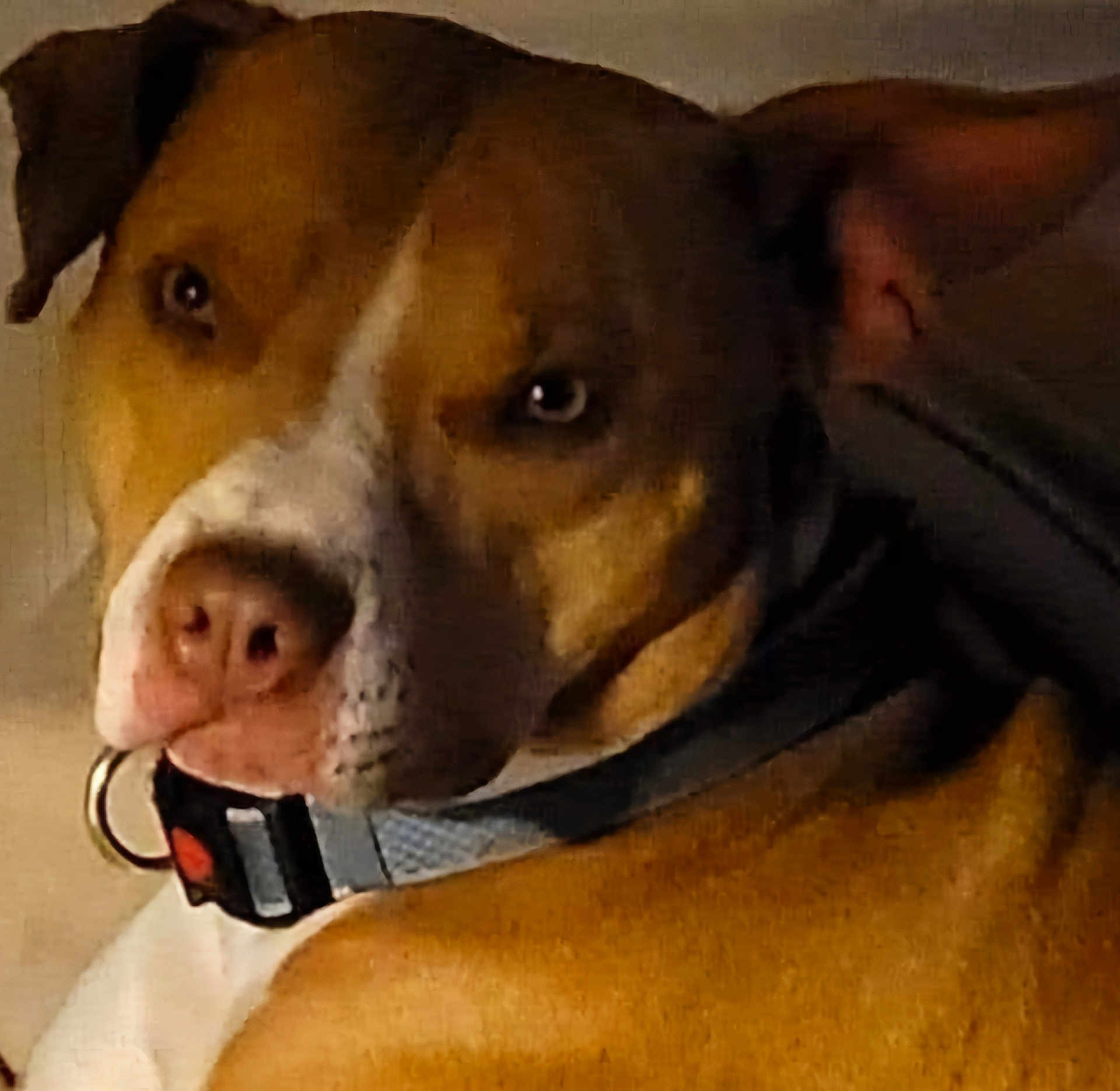 Koda is registered to the contest to win money with this photo: dog, pet, collar, brown, white, close_up, indoor, animal, face, ears, fur, looking_back, cute, domestic_animal, mammal, companion, canine, portrait, nose, tag