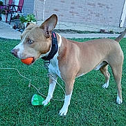 Koda joined the competition — help win amazing prizes! dog, grass, toy, ball, collar, leash, backyard, pet, animal, playful, brown, white, side_view, ears_up, outdoor, house_wall, concrete_path, greenery, canine, fence