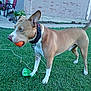 dog, grass, toy, ball, collar, leash, backyard, pet, animal, playful, brown, white, side_view, ears_up, outdoor, house_wall, concrete_path, greenery, canine, fence