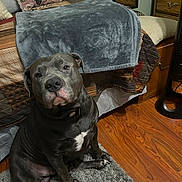 Snoop joined the competition — help win amazing prizes! dog, indoor, bedroom, carpet, wooden_floor, furniture, blanket, fan, pet, animal, sitting, curious, cozy, collar, brown, gray, white_patch, floor, home, domestic