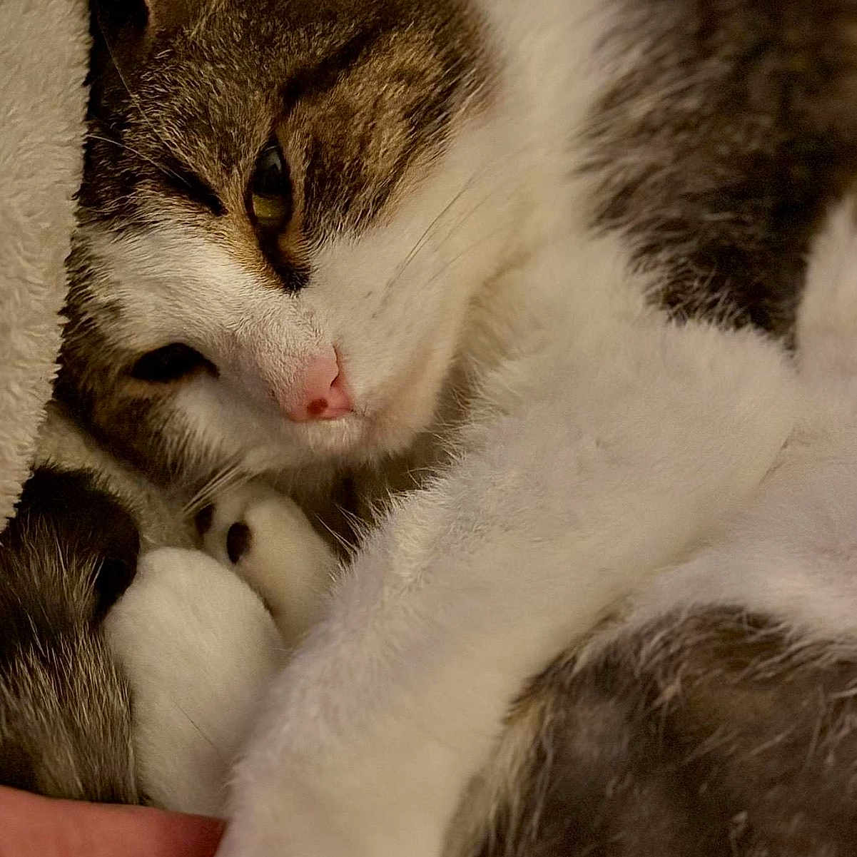Jimbo is registered to the contest to win money with this photo: abyssinian, angora, animal, blanket, bodypart, cat, couch, finger, furniture, hand, kitten, manx, person, pet, quilt, sleeping, snout