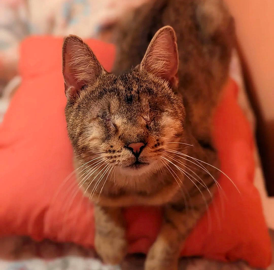 Cedar is registered to the contest to win money with this photo: carnivore, cat, cat_supply, claw, comfort, domestic_short_haired_cat, ear, eye, fang, felidae, fur, paw, small_to_medium_sized_cats, snout, terrestrial_animal, whiskers, wildlife