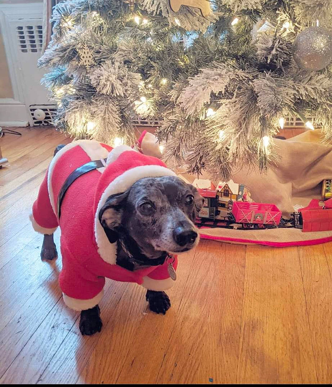 Samson joined the competition — help win amazing prizes! carnivore, christmas_decoration, christmas_ornament, christmas_tree, companion_dog, dog, dog_breed, dog_clothes, dog_supply, event, fawn, flooring, hardwood, holiday, holiday_ornament, plant, snout, tree, wood, working_animal