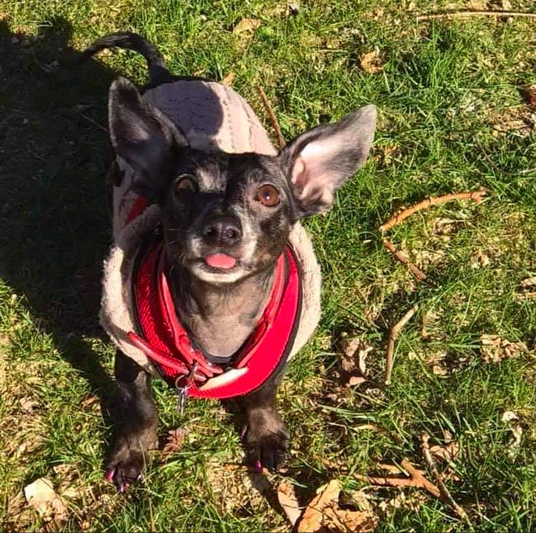 Samson joined the competition — help win amazing prizes! canidae, carmine, carnivore, chihuahua, collar, companion_dog, dog, dog_breed, dog_clothes, dog_collar, dog_supply, fashion_accessory, fawn, grass, leash, plant, snout, sporting_group, toy_dog, working_animal