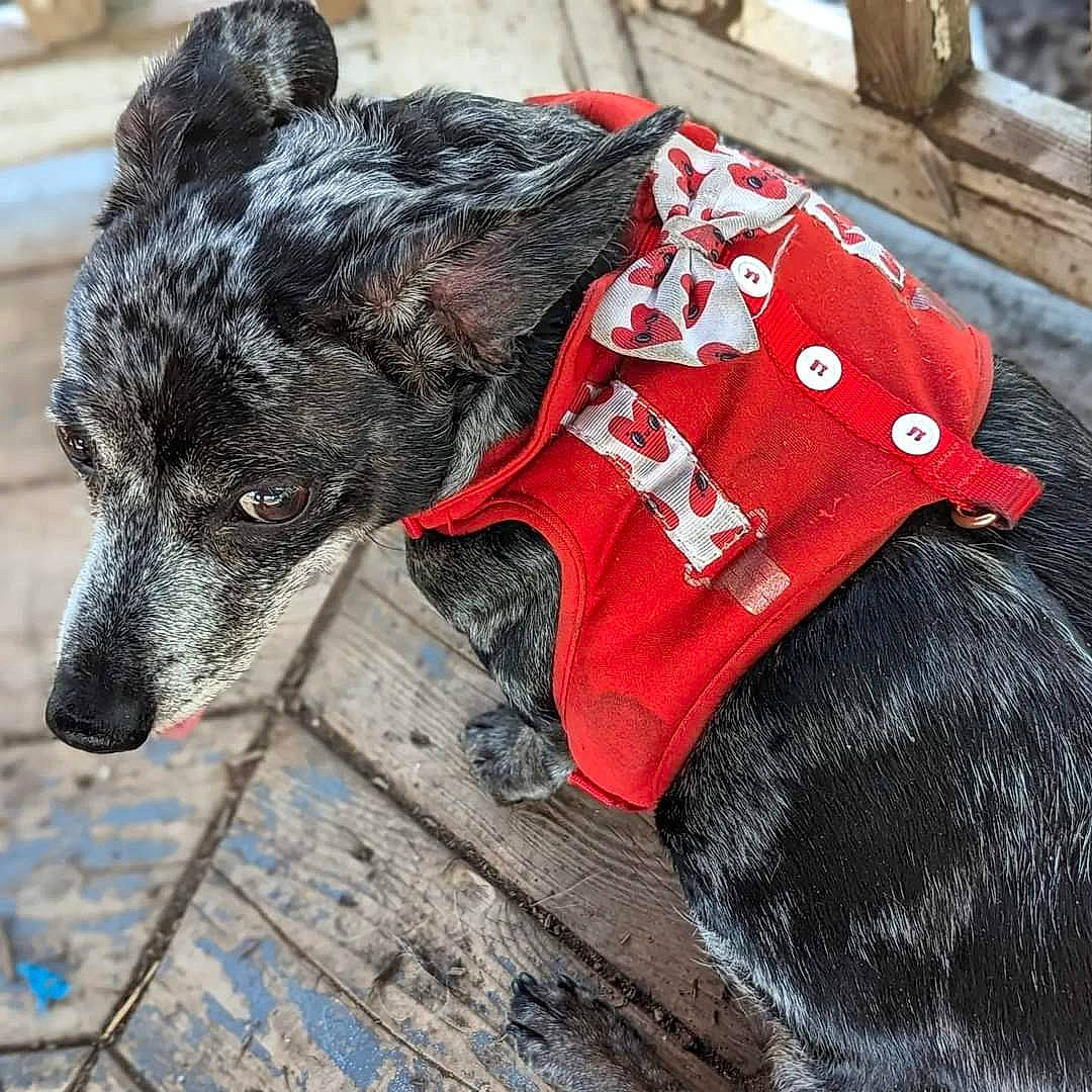 Samson is registered to the contest to win money with this photo: canidae, cap, carmine, carnivore, collar, companion_dog, dog, dog_breed, dog_clothes, dog_collar, dog_supply, fur, hat, leash, pattern, pet_supply, snout, sporting_group, terrestrial_animal, working_animal