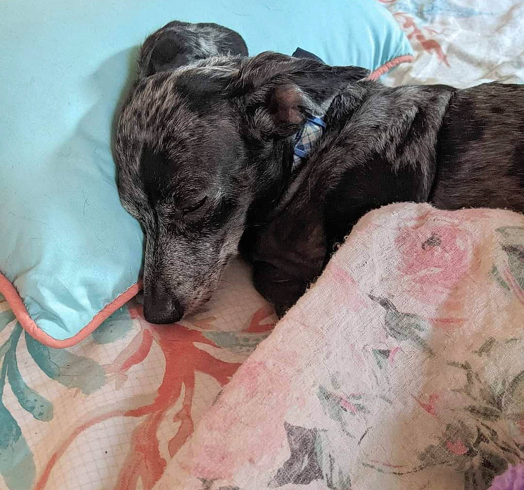 Samson is registered to the contest to win money with this photo: borador, canidae, carnivore, comfort, companion_dog, dog, dog_breed, dog_collar, dog_supply, fawn, fur, linens, liver, nap, non_sporting_group, puppy, snout, sporting_group, terrestrial_animal, working_animal