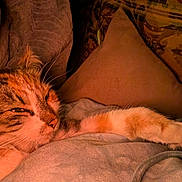 Misty joined the competition — help win amazing prizes! bedding, blanket, cat, close_up, couch, cozy, feline, fur, home, indoor, nap, paw, pet, pillow, portrait, relaxed, sleeping, tabby_cat, warm_lighting, whiskers