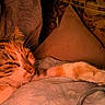 bedding, blanket, cat, close_up, couch, cozy, feline, fur, home, indoor, nap, paw, pet, pillow, portrait, relaxed, sleeping, tabby_cat, warm_lighting, whiskers