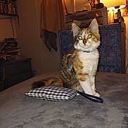 Misty is registered to the contest to win money with this photo: cat, calico, pet, indoor, bed, pillow, gingham, collar, harness, leash, lamp, dresser, blanket, towel, whiskers, ears, eyes, fur, sitting, portrait