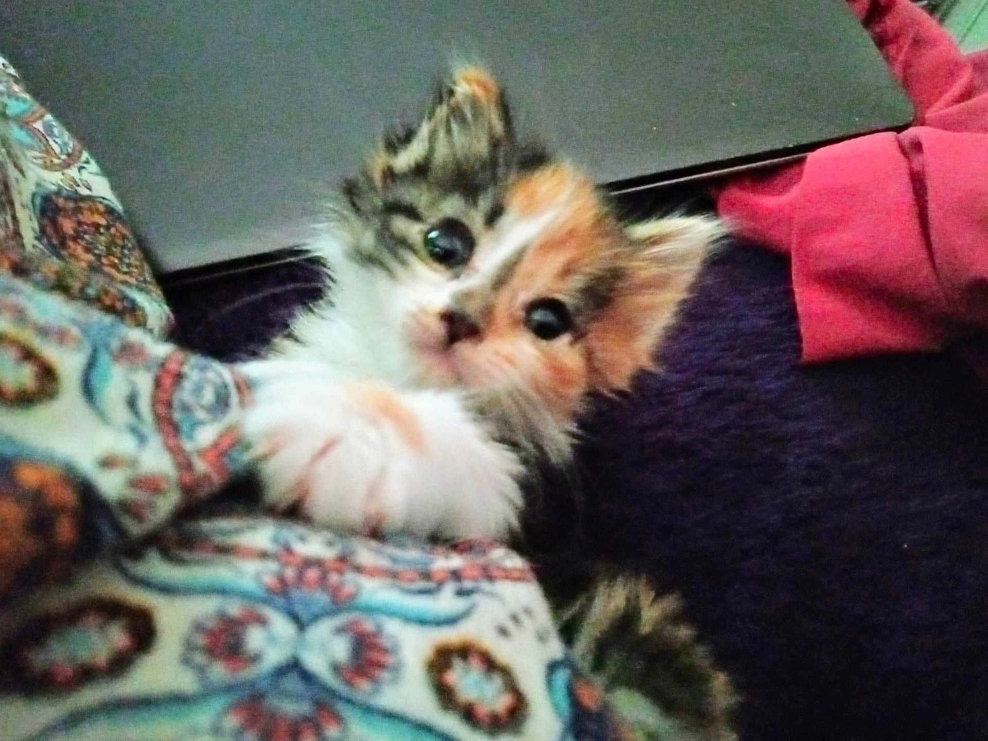 Misty is registered to the contest to win money with this photo: kitten, cat, kitten_face, paw, fur, big_eyes, whiskers, blanket, patterned_fabric, laptop, purple_blanket, pink_cloth, cozy, closeup, portrait, indoor, pet, cute, fluffy, small_animal