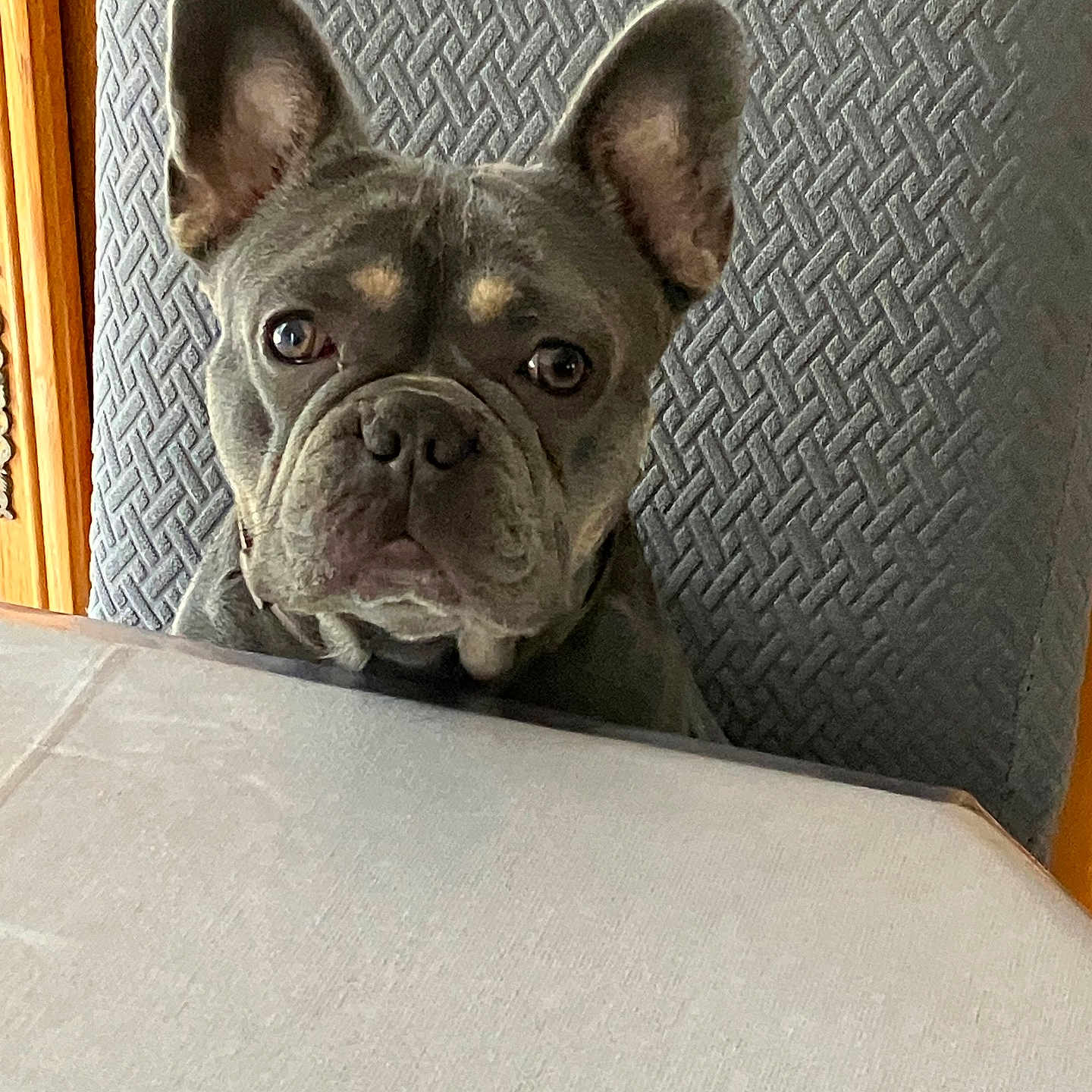 Tyson a rejoint le concours — aidez-le/la à gagner de superbes lots ! animal, bulldog, canine, dog, frenchbulldog, indoors, interiordesign, pet, pitbull, puppy, snout