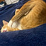 cat, sleeping, ginger_cat, white_paws, curled_up, blanket, navy_blue, cozy, fur, pet, indoor, resting, cute, animal, whiskers, pink_nose, relaxed, soft, domestic_cat, nap