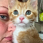 Pig is registered to the contest to win money with this photo: kitten, cat, orange_cat, blue_eyes, person, face, indoor, plant, hanging_plant, hand, closeup, pet, feline, whiskers, fur, nose, eyes, portrait, animal, cute