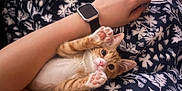 Pig joined the competition — help win amazing prizes! animal, arm, blanket, blue_blanket, cat, closeup, cute, ginger_cat, indoor, kitten, leaf_pattern, paw, person, pet, pink_paw_pads, playful, resting, smartwatch, white_belly, white_pattern